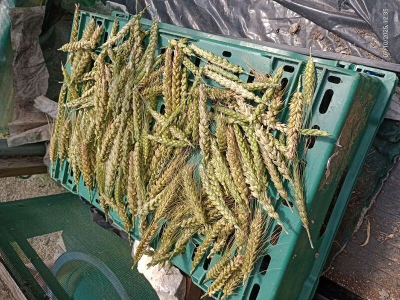 Wheat drying